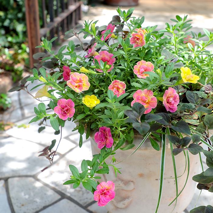 カリブラコア カメレオン ダブルピンクイエロー｜種（タネ）,球根,苗