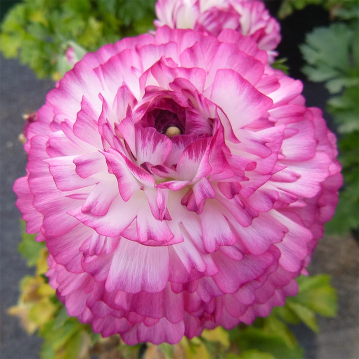 ラナンキュラス アヤリッチバイカラーピンク ミックス｜種（タネ