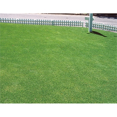 サカタのタネオリジナル 西洋芝の種 『みどりの芝生シリーズ』｜種