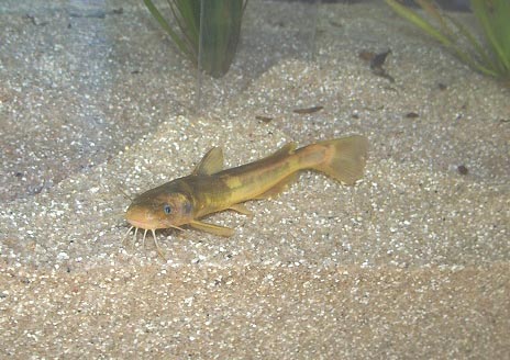 川の多様な生き物水槽 - 相模川ふれあい科学館 アクアリウムさがみはら