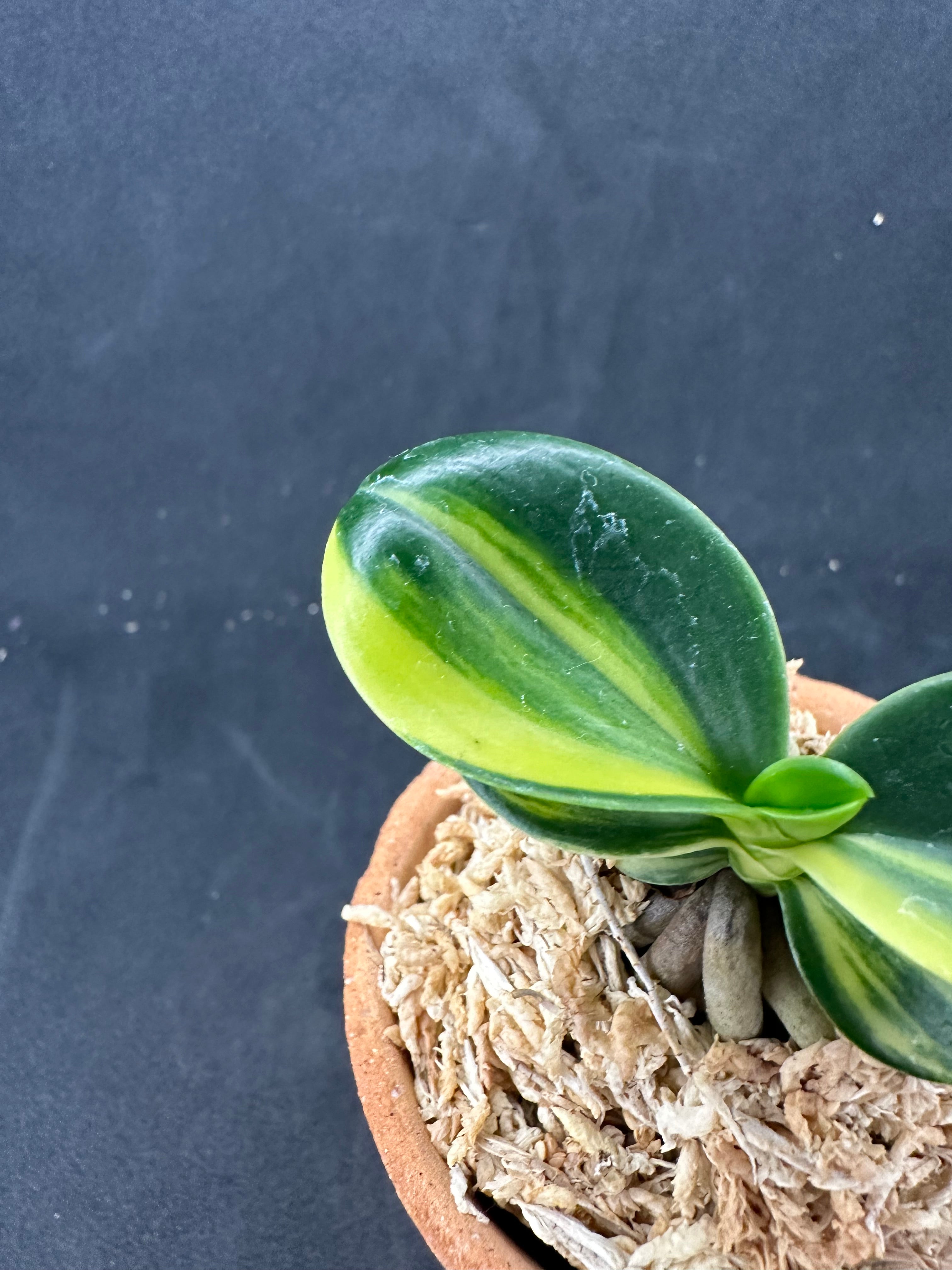 ナゴラン 名護蘭 明丸縞 Sedirea Japonica Minmaru-Shima – シード園芸