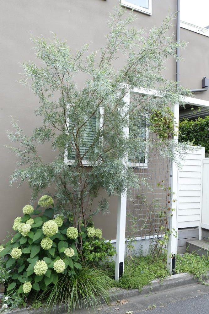 シルバーティーツリーの特徴・実用例・通販 – Seeding