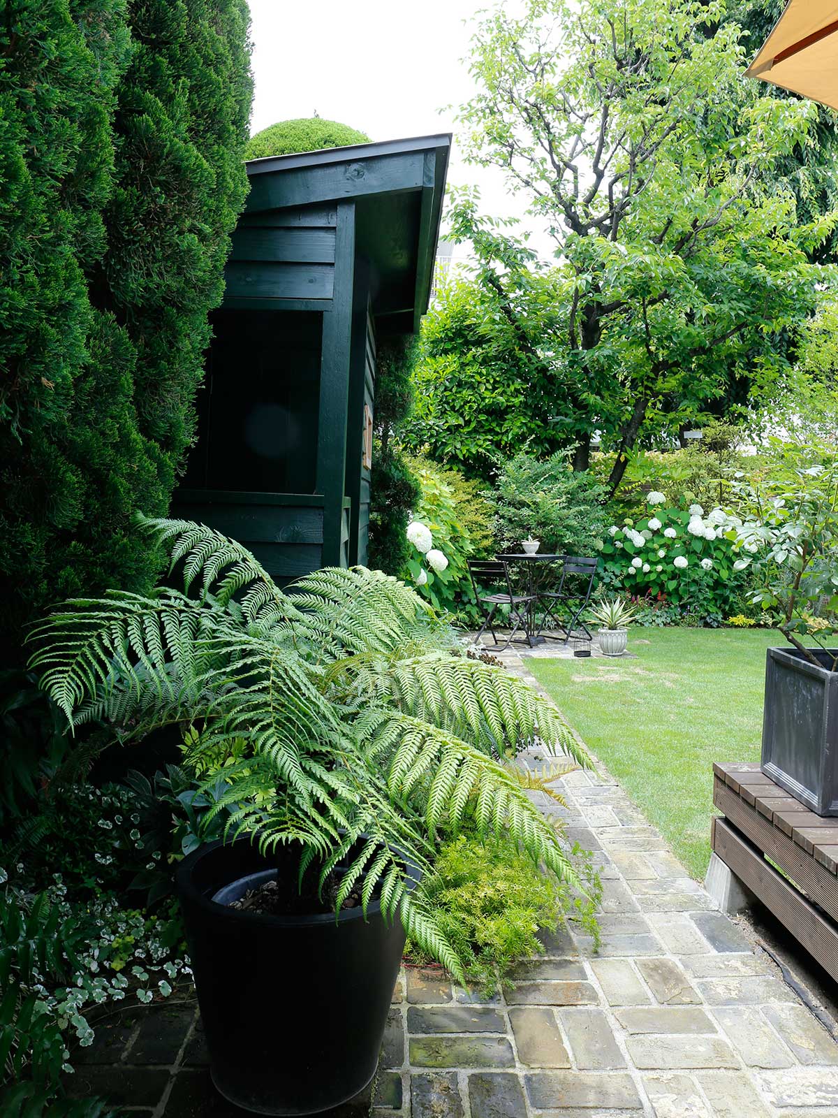 ディクソニア アンタルクティカの特徴・実用例 – Seeding