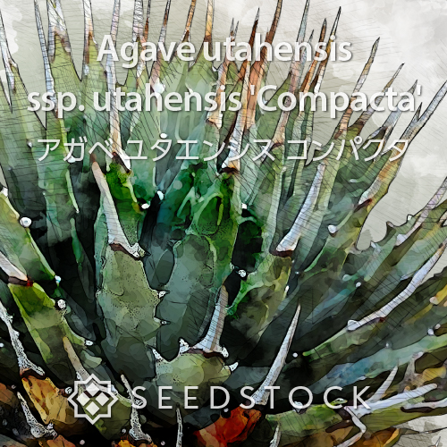 種子] アガベ エボリスピナ Agave utahensis var. eborispina｜トゲ