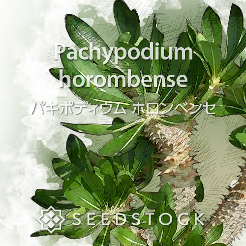 種子] パキポディウム ホロンベンセ Pachypodium horombense | 塊根