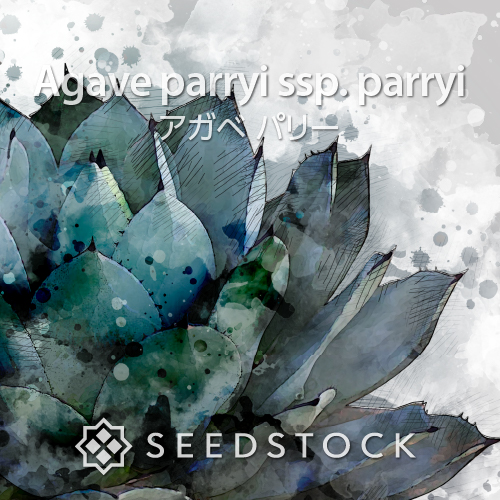 種子] アガベ パリー Agave parryi ssp. parryi｜パリー玉 耐寒性 人気