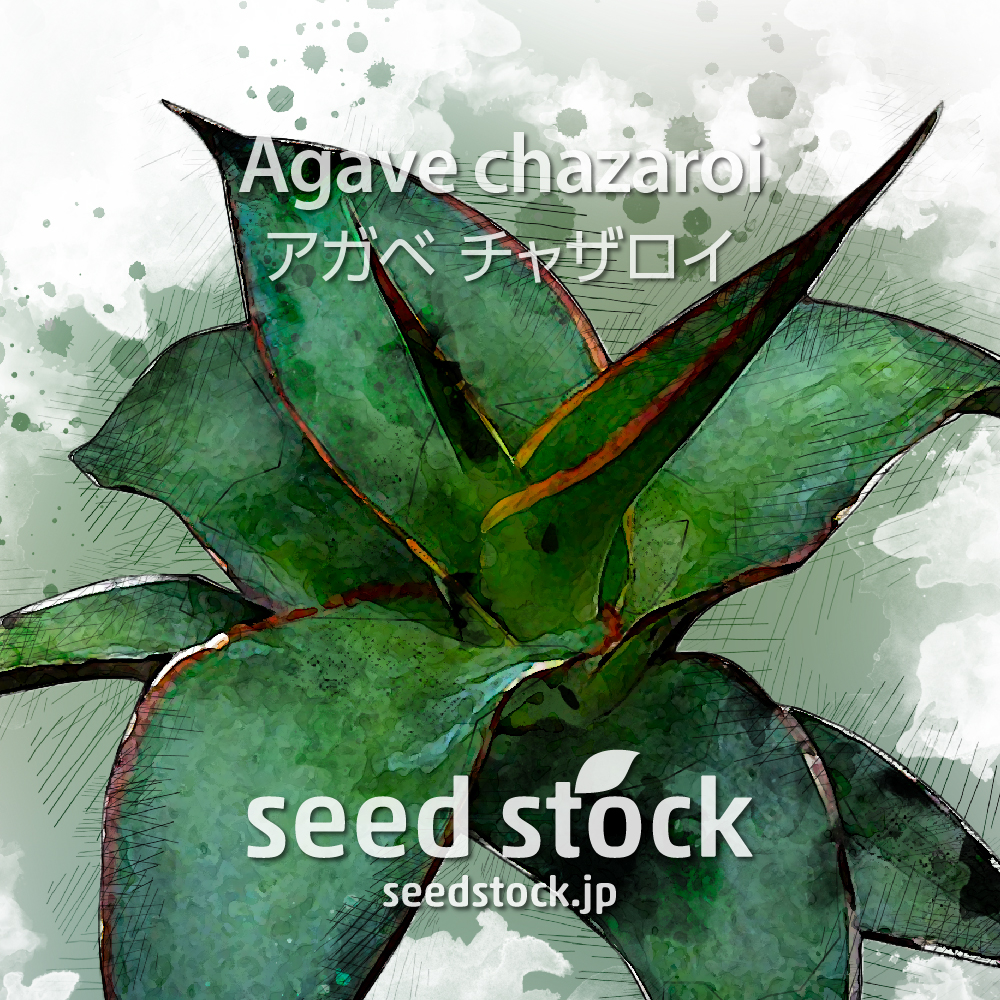 種子] アガベ チャザロイ Agave chazaroi | ドライガーデン 多肉植物