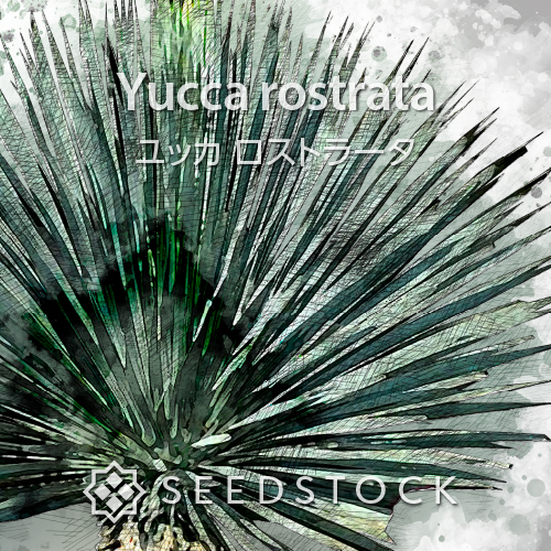 種子] ユッカ ロストラータ Yucca rostrata｜人気品種 ドライガーデン