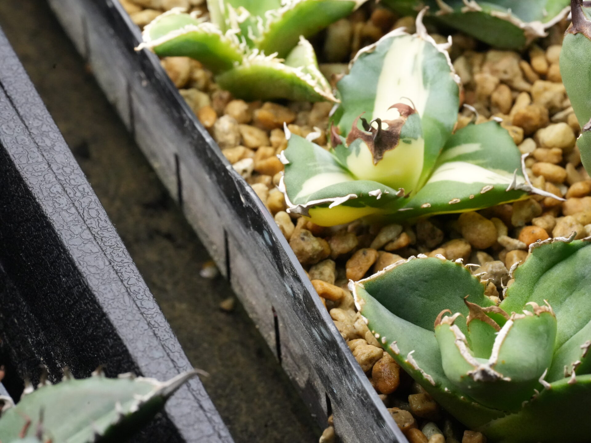 オテロイの育て方 - セドリックプランツ [アガベ オテロイの専門店]