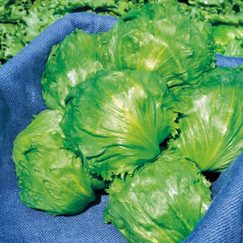 733-ALE130.jpg?202603041439