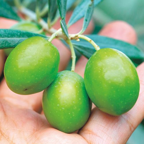 オリーブ・ジャンボカラマタ| 種・苗・ガーデニング用品の【タキイ