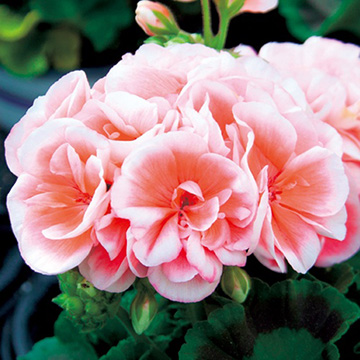 ゼラニュームの苗｜タキイネット通販【公式】