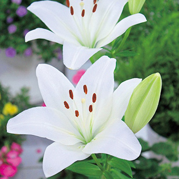 739-QYR545.jpg?202602031613