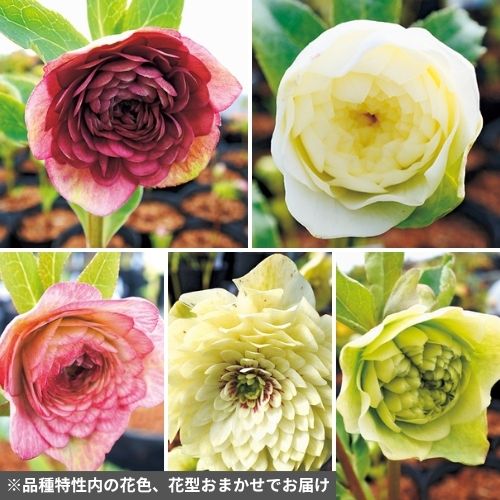 クリスマスローズの苗｜タキイネット通販【公式】
