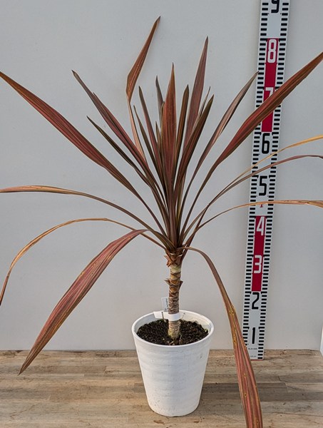 楽天市場】【現品】ドラセナ コルジリネ コーヒークラシック W110cm