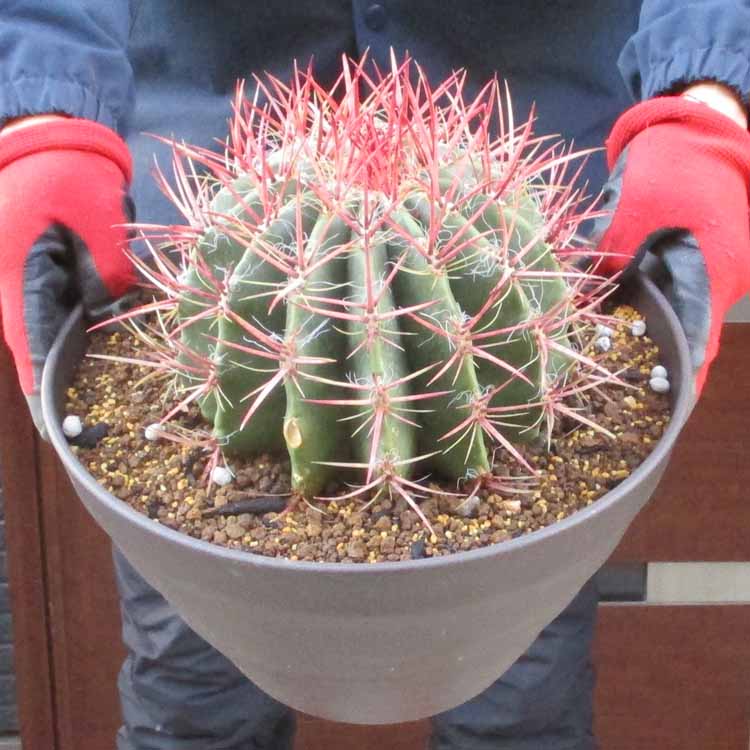 楽天市場】サボテン：フェロカクタス 神仙玉 南方形*幅16cm 現品