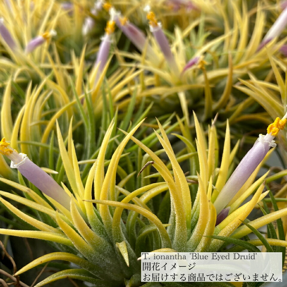 楽天市場】(現品) チランジア イオナンタ 'アプレタード' (RFI) (No