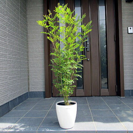 楽天市場】【ソヨゴ】 自然樹形 株立ち 樹高H≒200 × 枝張W≒90cm 高木