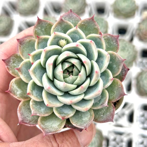 楽天市場】【当店農場生産】多肉植物 エケベリア フロリディティ 7.5