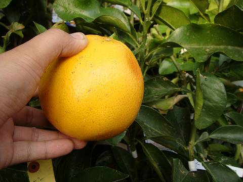 楽天市場】グレープフルーツ苗木【マーシュ】 2年生接木苗 : 苗木部