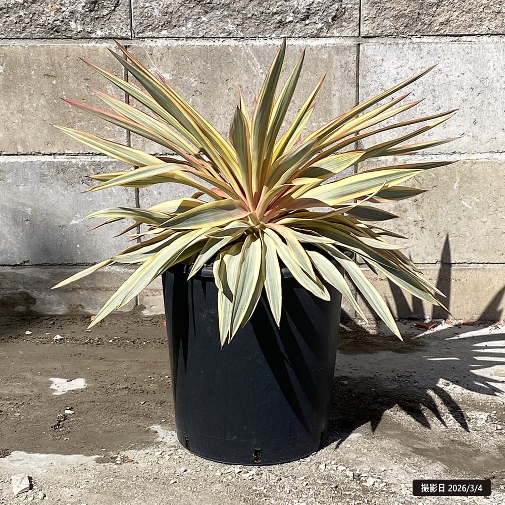 楽天市場】数量限定 【ロストラータ ハイブリッド】ユッカ 耐寒性南