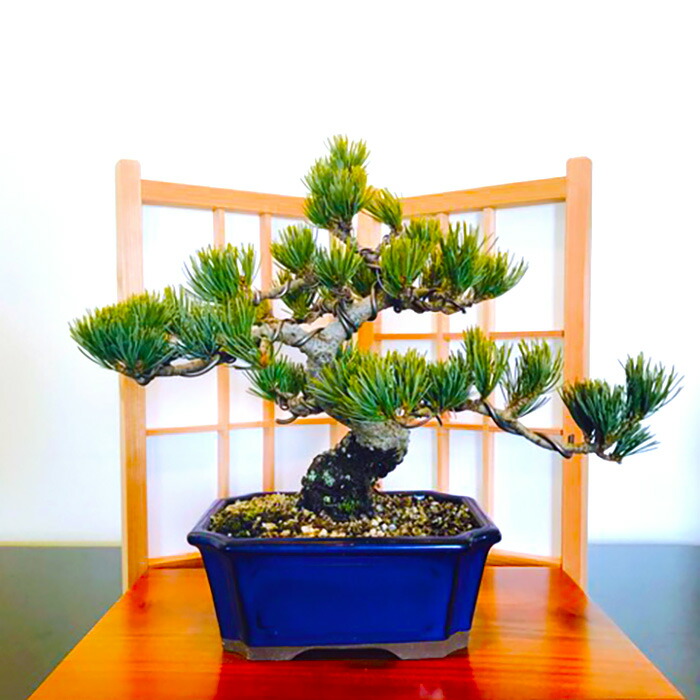 楽天市場】縁起の良い那須五葉松盆栽 最高峰品質 埼玉盆栽ブランド