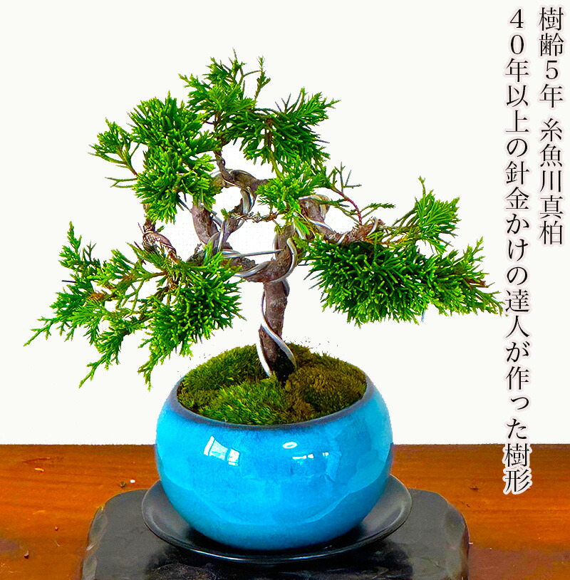 楽天市場】盆栽 真柏 入門種 樹齢6年 特撰 曲幹糸魚川真柏 挿し木 W