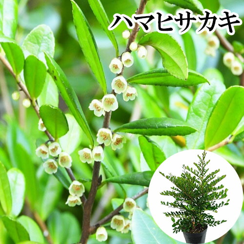 楽天市場】ヒサカキ 苗 【ハマヒサカキ】 5号ポット苗 榊 びしゃこ