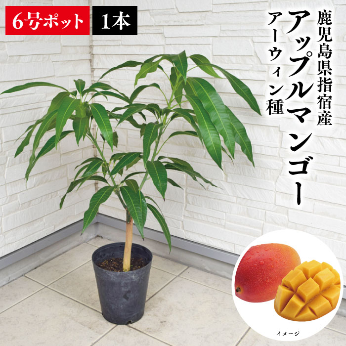 楽天市場】【鹿児島県 指宿産 紅キーツマンゴー 苗木1本 3〜4年生 6号