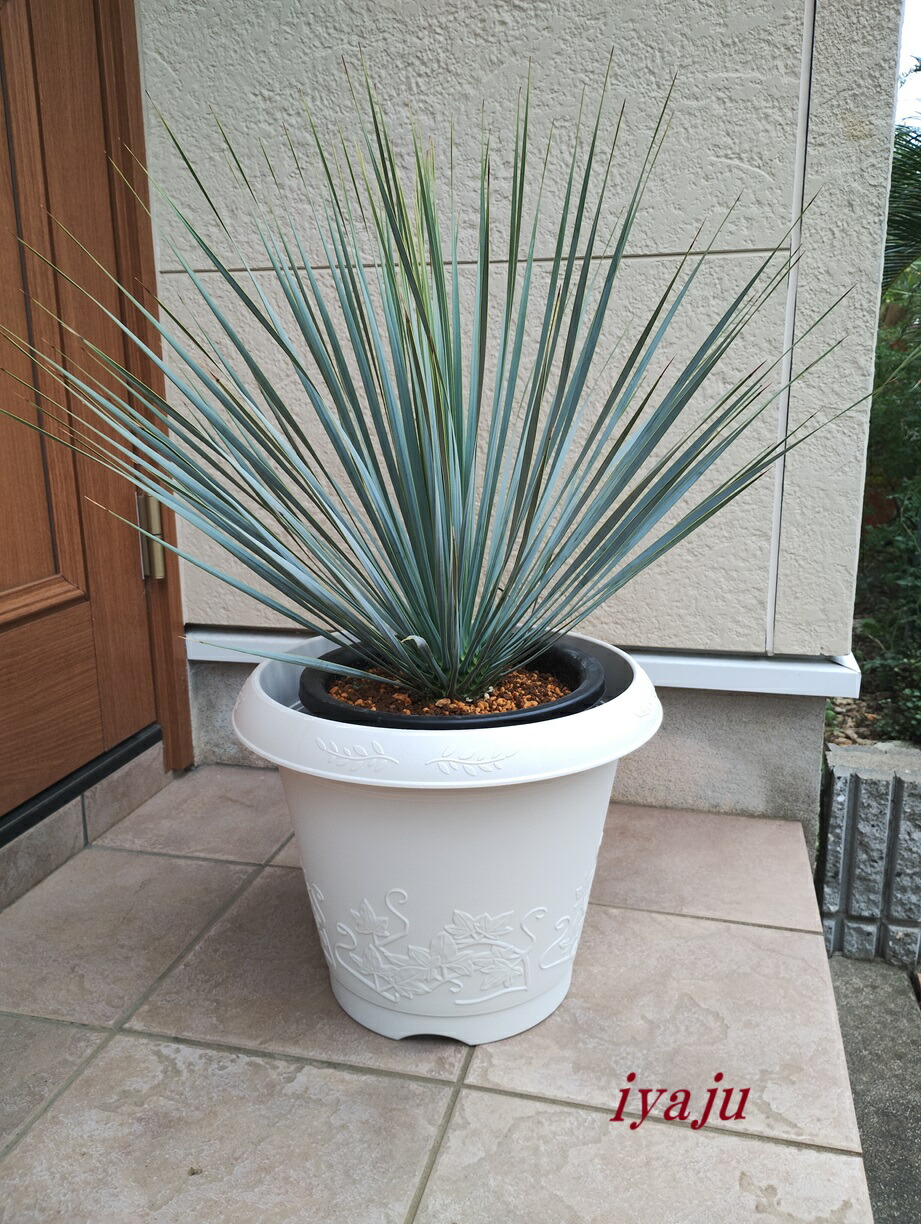 AL1070】ユッカ リギダ バランスの良いダブルヘッド AL1070】ユッカ