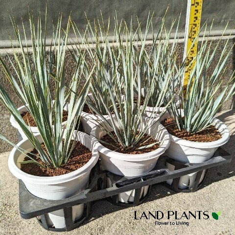 楽天市場】【一点もの】ユッカ ロストラータ 10号 1.1m(鉢底から) 幅