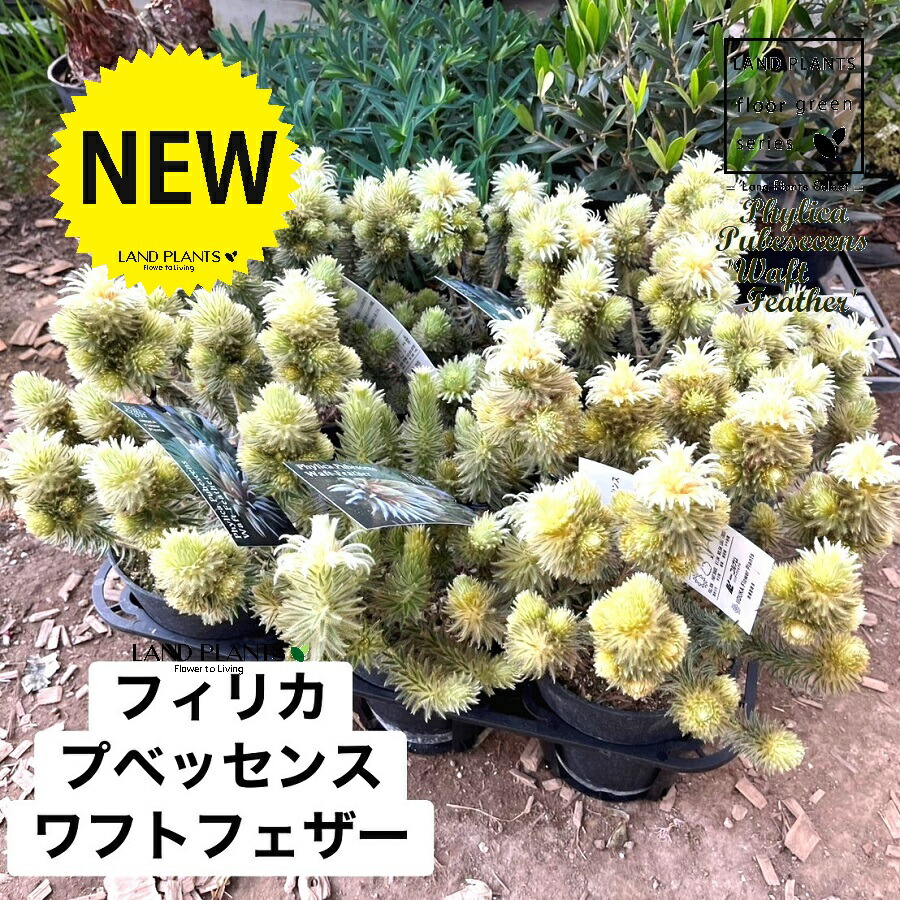 楽天市場】鉢花 観葉植物：フィリカ プベッセンス ワフトフェザー*5号