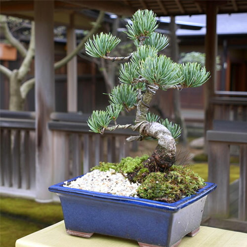 楽天市場】現品 2025年8月27日撮影 五葉松盆栽 本格 五葉松 盆栽 縁起