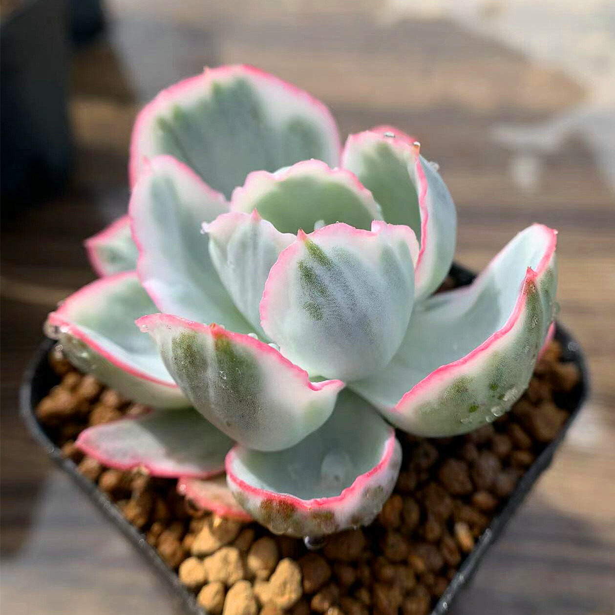 楽天市場】農園直売 多肉植物 寄せ植え 洛神（2頭）観葉植物