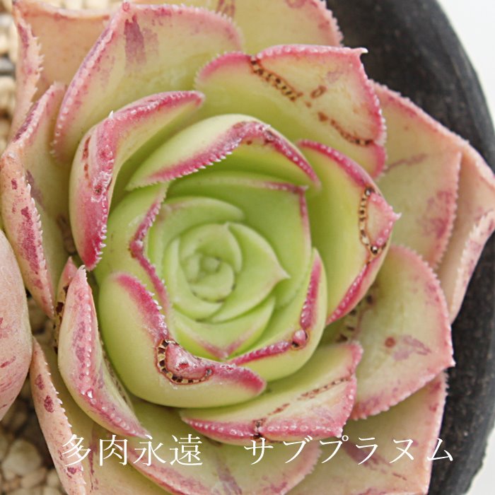 楽天市場】農園直売 多肉植物 寄せ植え アエオニウム属 朝霞錦（単