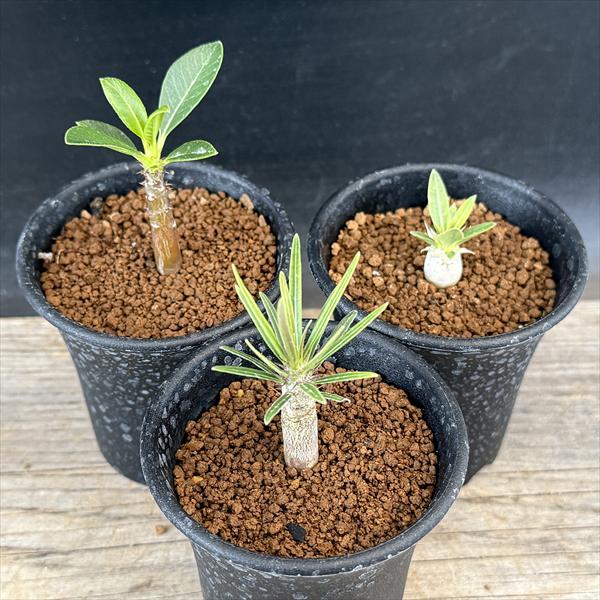 楽天市場】コーデックス：パキポディウム グラキリス 実生*枝幅13cm