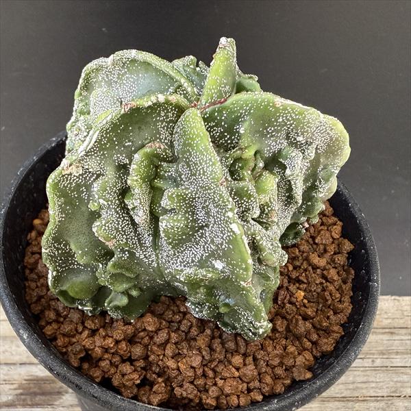 楽天市場】サボテン：アストロフィツム 碧瑠璃鸞鳳玉綴化*幅28cm