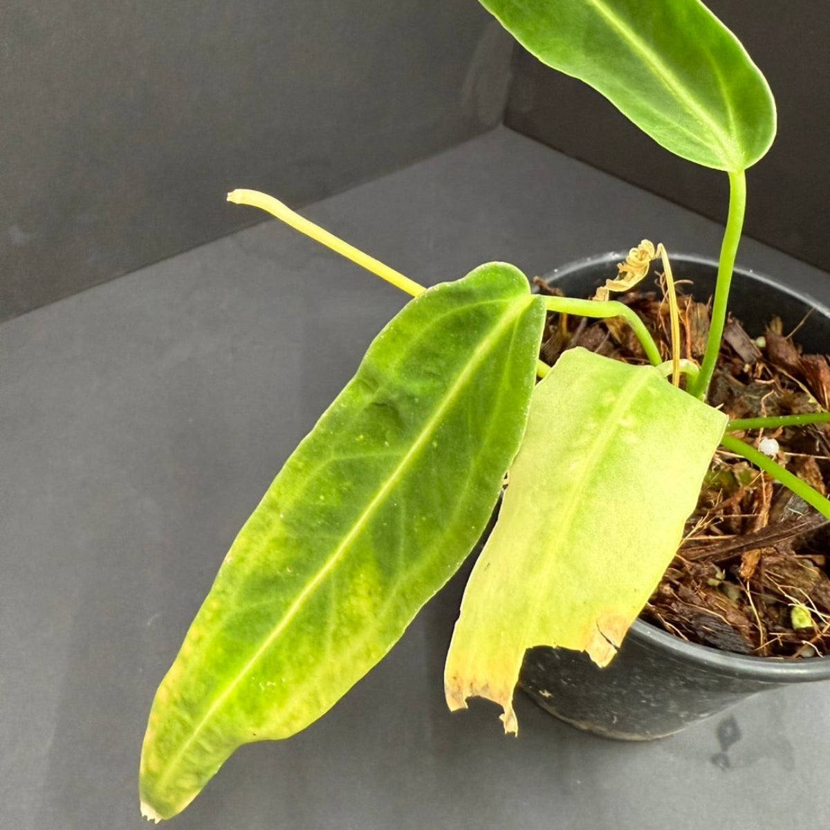 訳アリ】アンスリウム ワロクアナム 3号サイズ – RARE PLANTS JAPAN