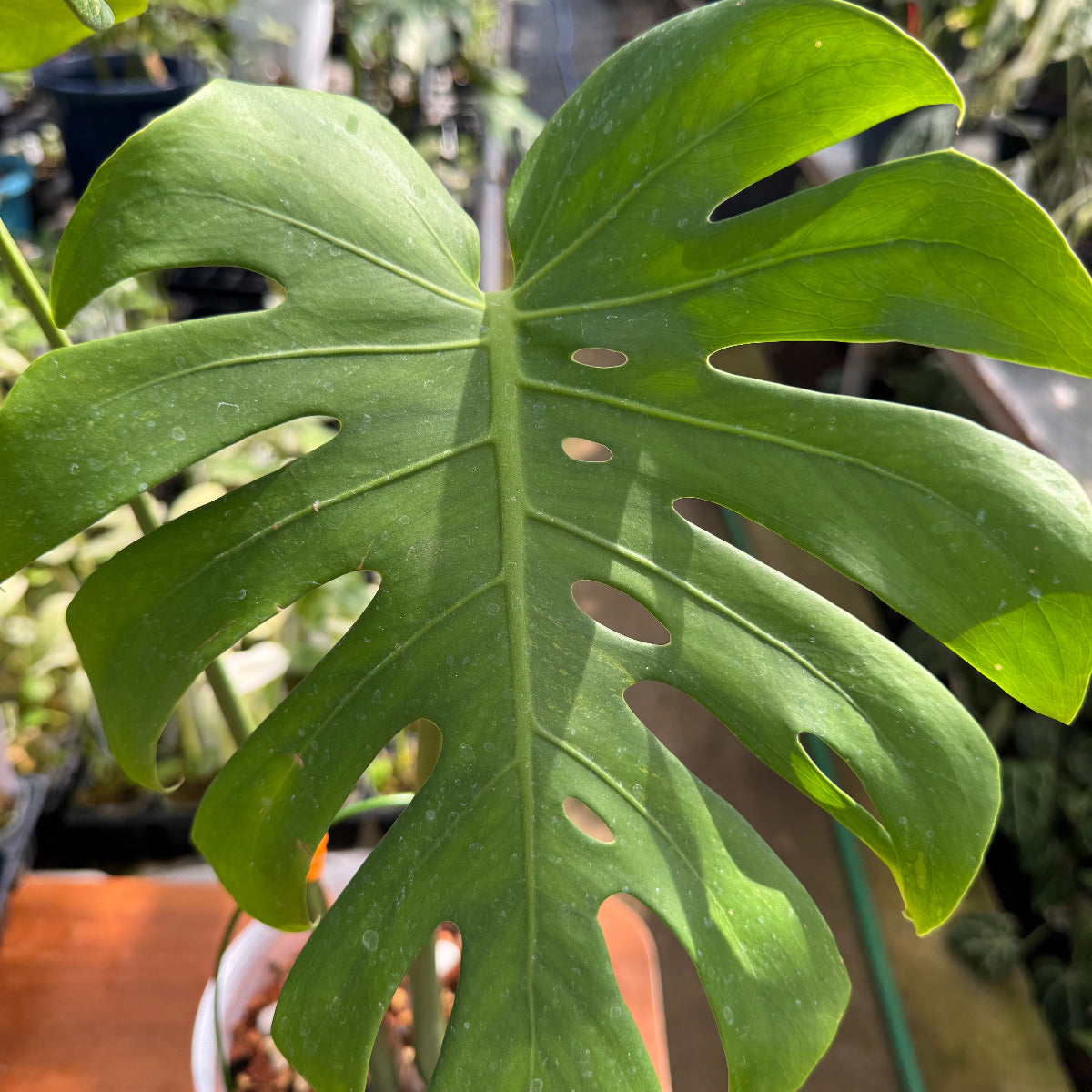 コレクション】モンステラ デリシオーサ 白斑黄斑入り 希少種 – RARE