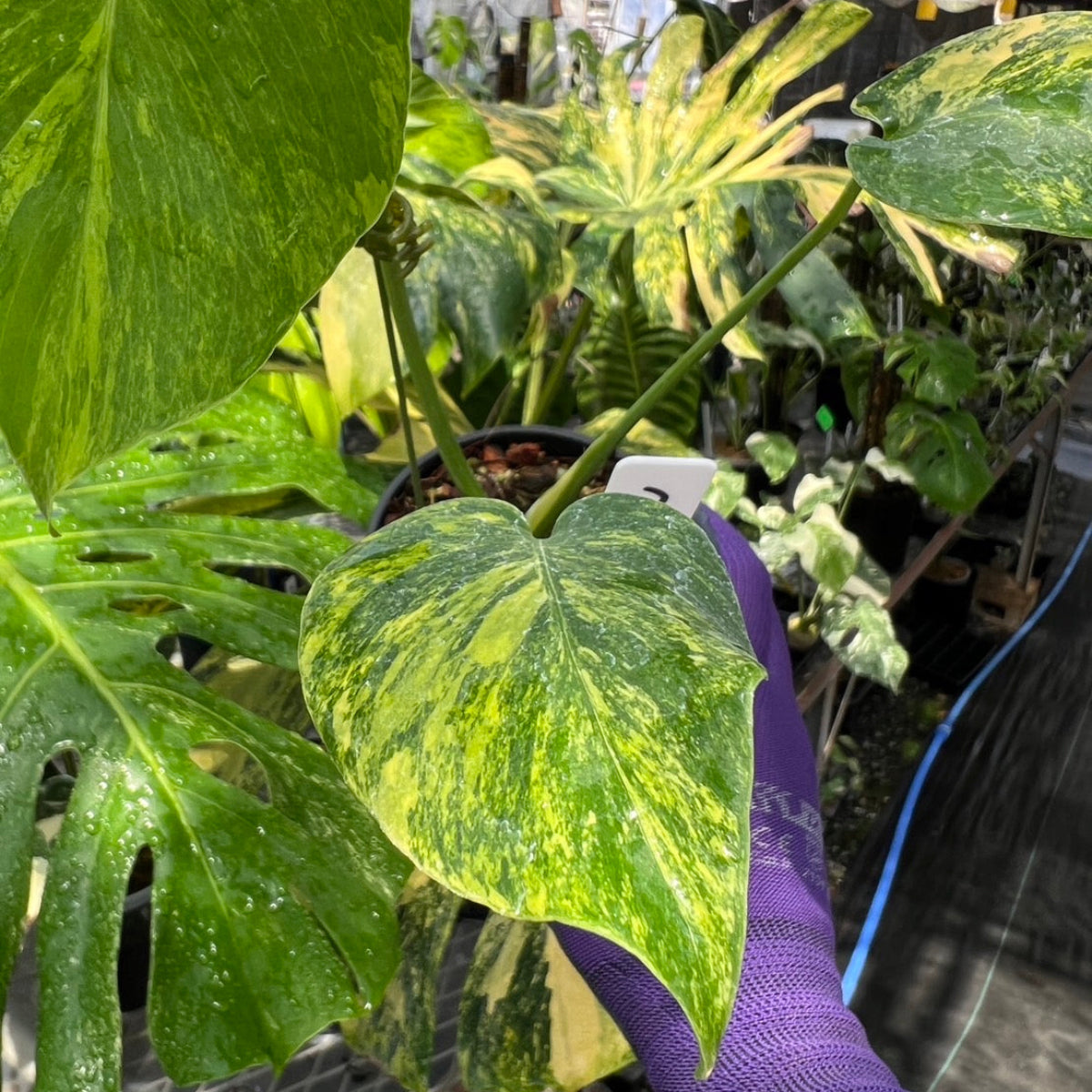 選抜株/3号サイズ】モンステラ・デリシオーサ 'イエローマリリン' 親株