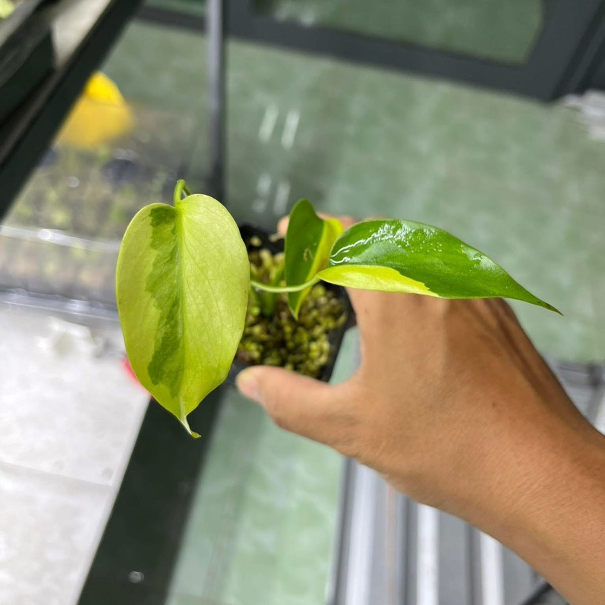 予約販売/数量限定】【コレクション】モンステラ デリシオーサ 'レモン
