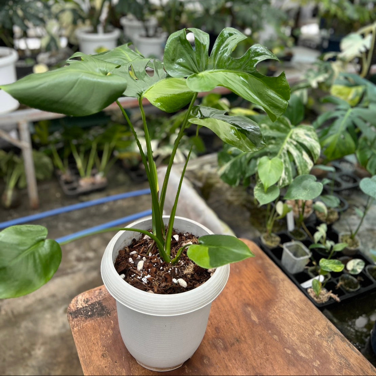 初出品【セレクト】モンステラ デリシオーサ 'グリーンオングリーン