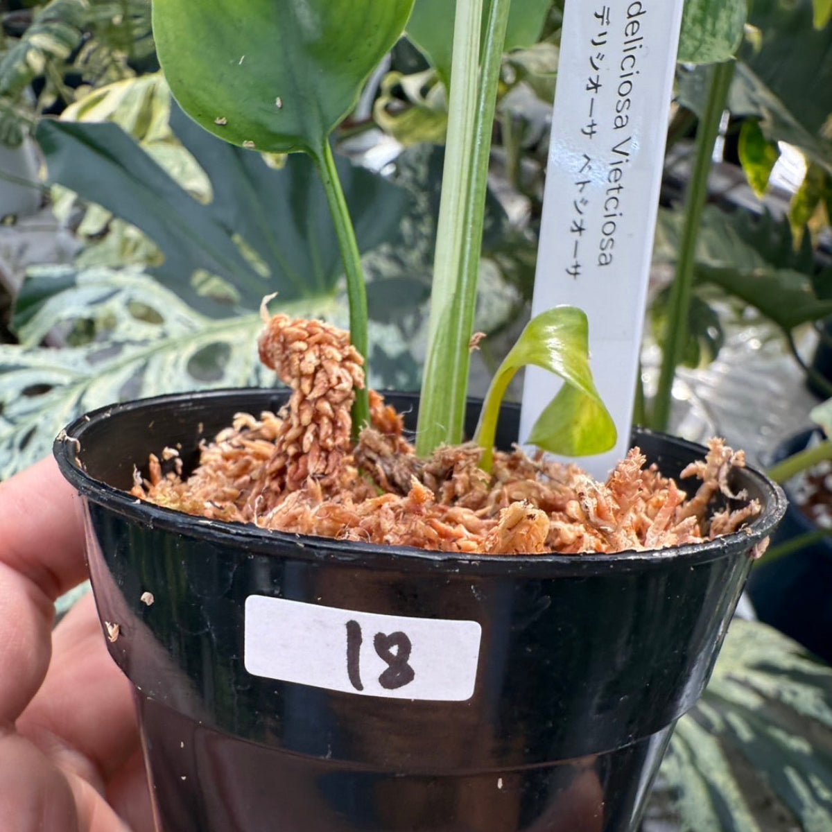 コレクション】モンステラ・デリシオーサ 'ベトシオーサ' – RARE