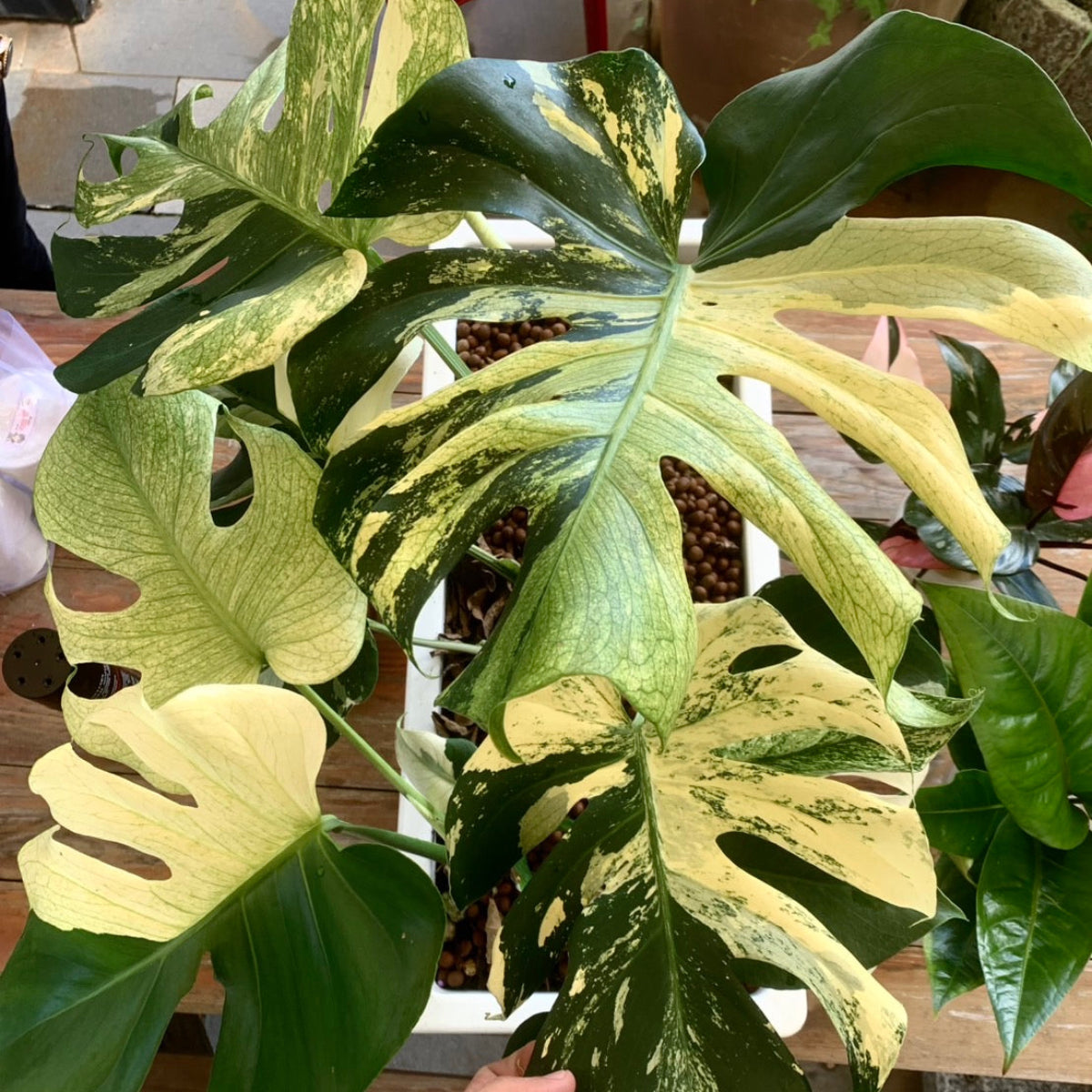 予約販売】【コレクション】モンステラ デリシオーサ 'ミント トリ