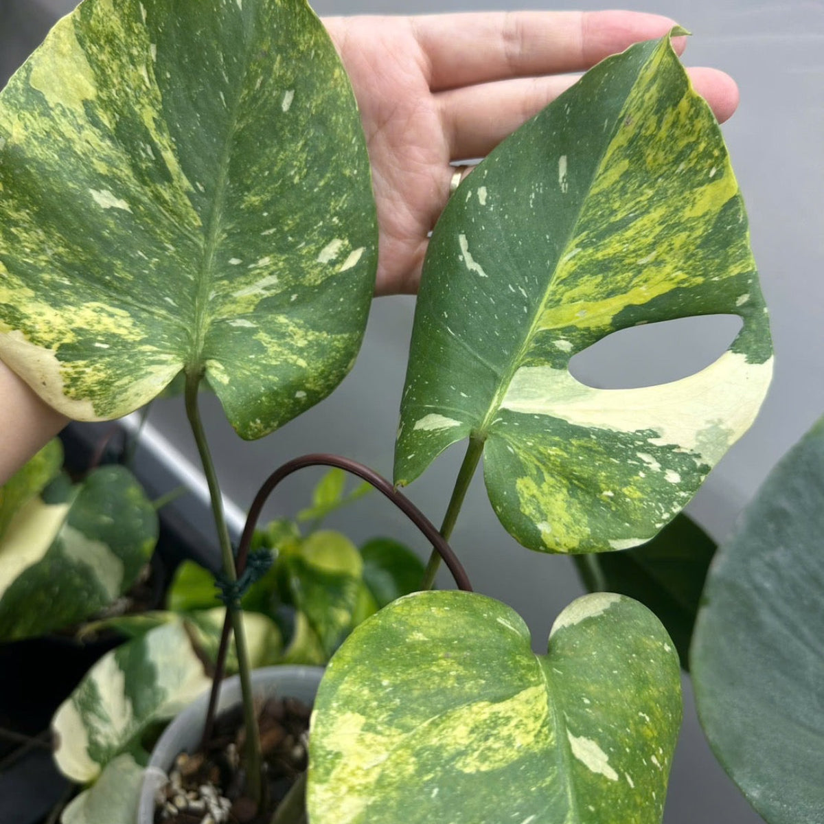 全植物一覧 – Page 4 – RARE PLANTS JAPAN (レアプランツジャパン)