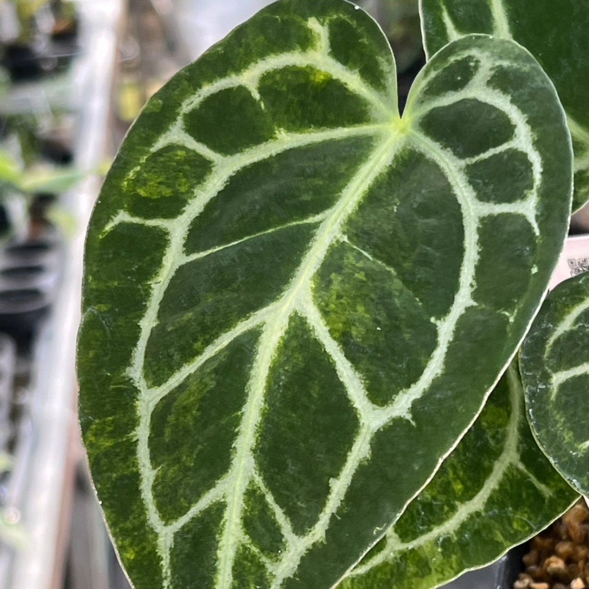 コレクション】アンスリウム'ミシェル'× 'クリスタルシルバー