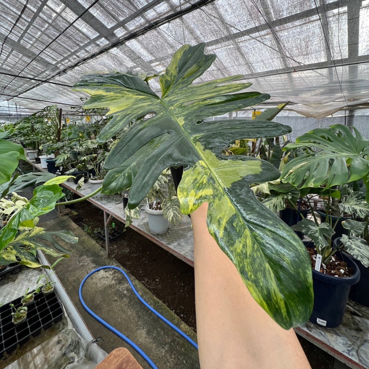 希少/コレクション】新種 フィロデンドロン 'キティナ'（フロリダ