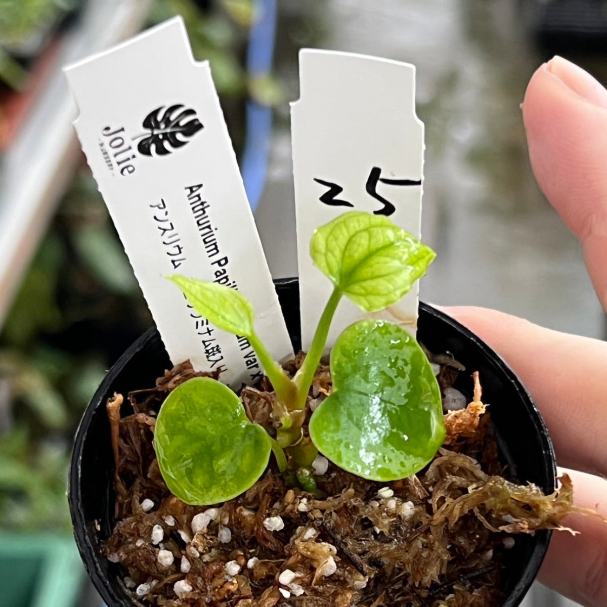 最終発売【希少株】アンスリウム PAP x RL 斑入り未確認 – RARE PLANTS