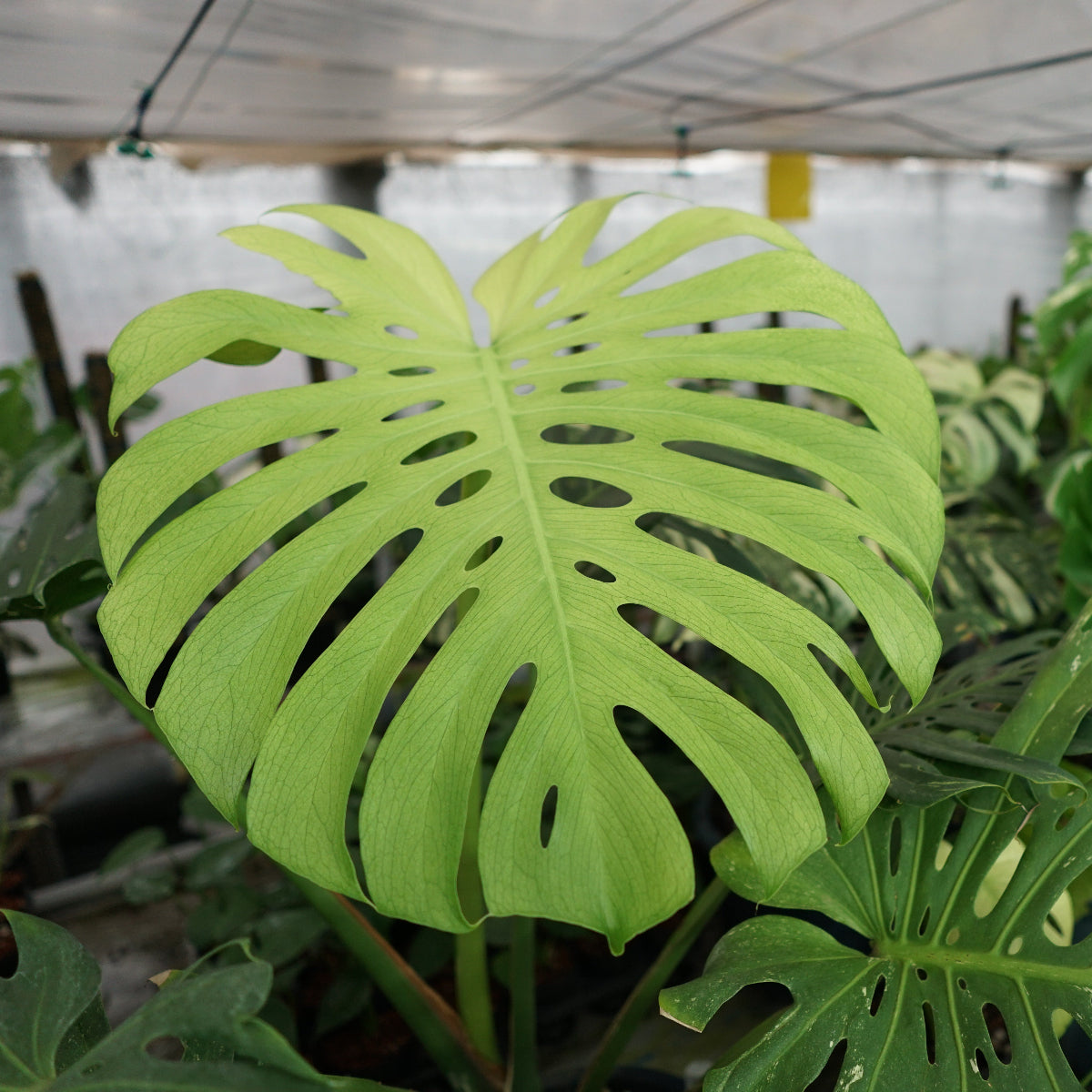 モンステラ・デリシオーサ 'ホワイトモンスター' 組織培養(TC)株