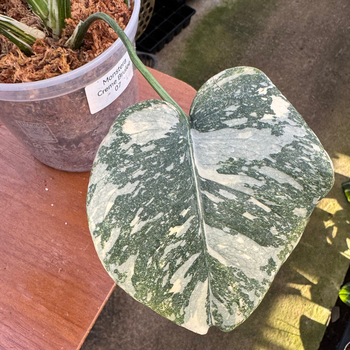 コレクション】モンステラ デリシオーサ 'タイコンステレーション